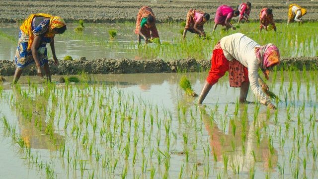  কনকনে শীত ও হিমেল হাওয়া উপেক্ষা করে বোরো চাষে ব্যস্ত কৃষক