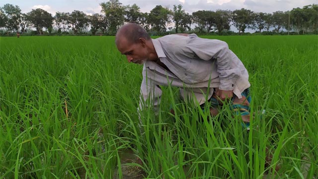 বিনামূল্যে সার ও বীজ পেয়ে আউশ ধান চাষে ব্যস্ত কৃষক