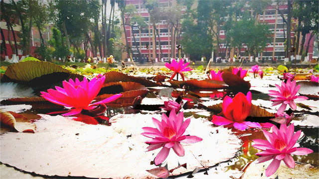 রাজশাহী কলেজ প্রশাসন ভবনের পেছনে পুকুরের পাড়ে ফটন্ত পদ্ম