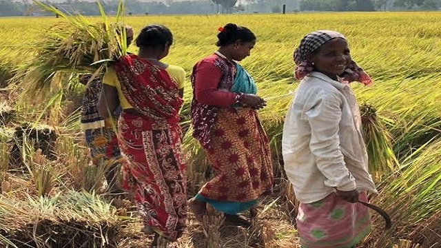 ধান কাটছেন শ্রমিকরা